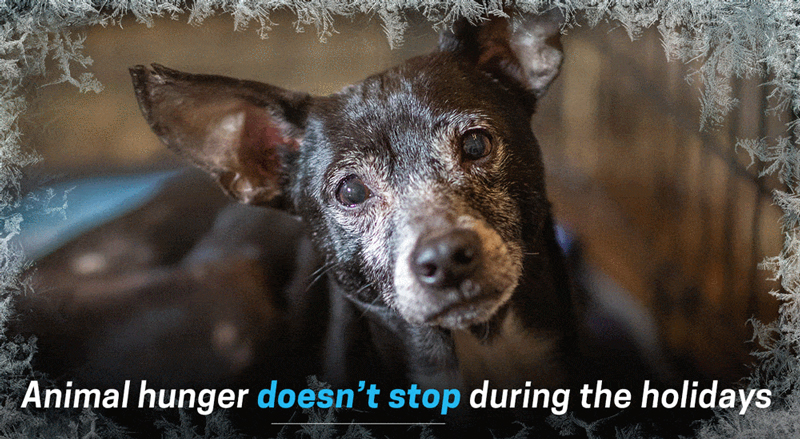 Animals need you!