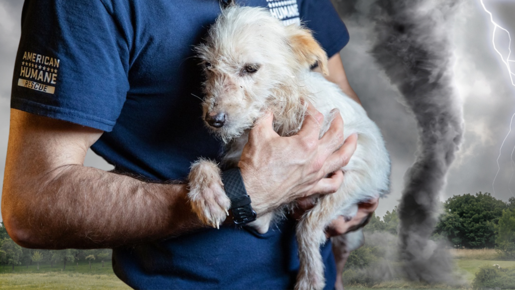 MicrosoftTeams image 4 American Humane Deploys to Georgia in Wake of Devastating Tornadoes - American Humane