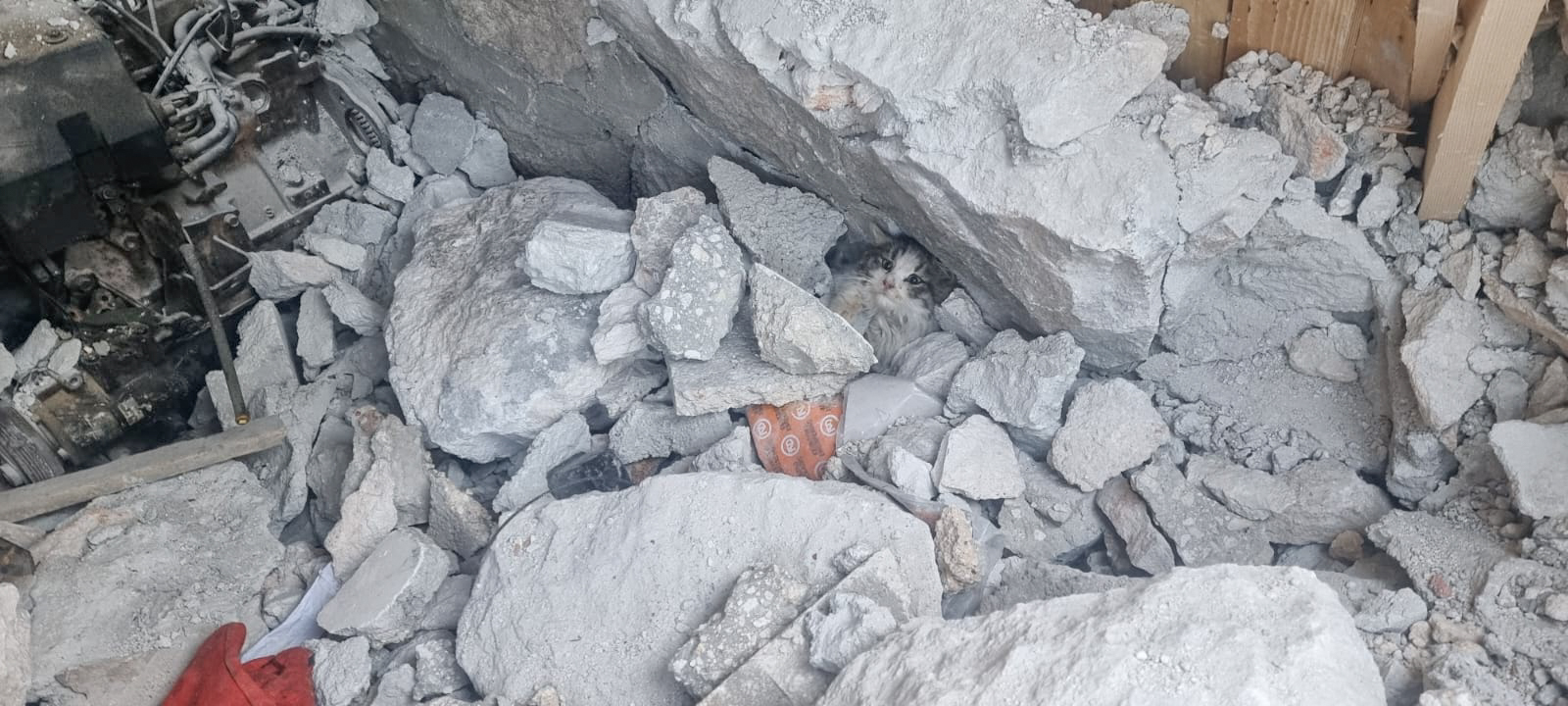 House of Cats Ernesto heard faint noises from beneath rubble as they patrolled the area for animals in need. After digging and removing slabs of concrete, they unearthed a kitten from the rocks and brought her to their sanctuary for treatment.