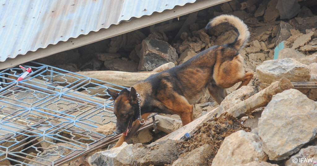 Syria Turkey Grant 1 FB American Humane Supports Mission to Save Animals After Powerful Earthquake in Turkey and Syria - American Humane