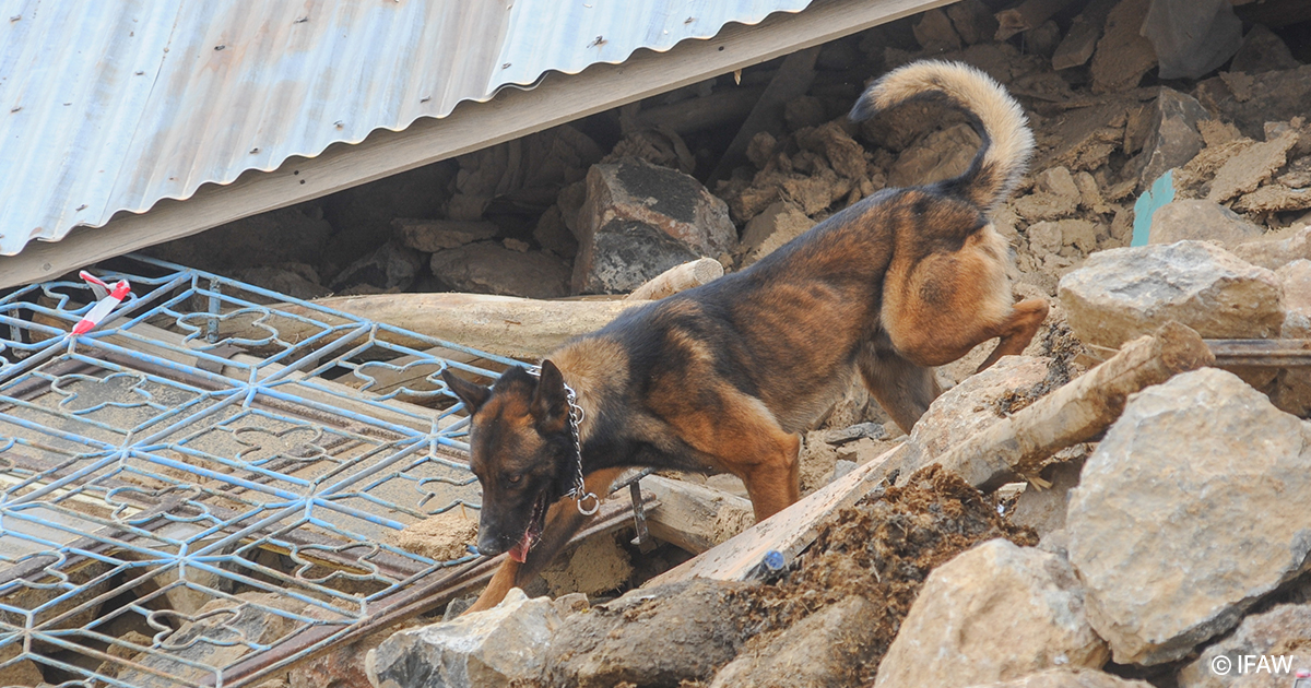 American Humane Supports Mission to Save Animals After Powerful Earthquake in Turkey and Syria - American Humane - American Humane American Humane Supports Mission to Save Animals After Powerful Earthquake in Turkey and Syria - American Humane - American Humane