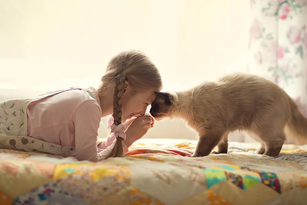 A Siamese cat and young girl affectionately touching foreheads
