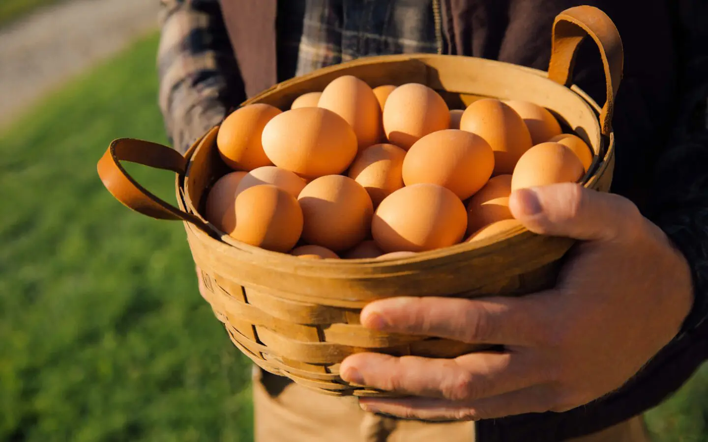 What Our Updated Free Range Standards Mean for the Eggs You Buy ...