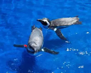 width=