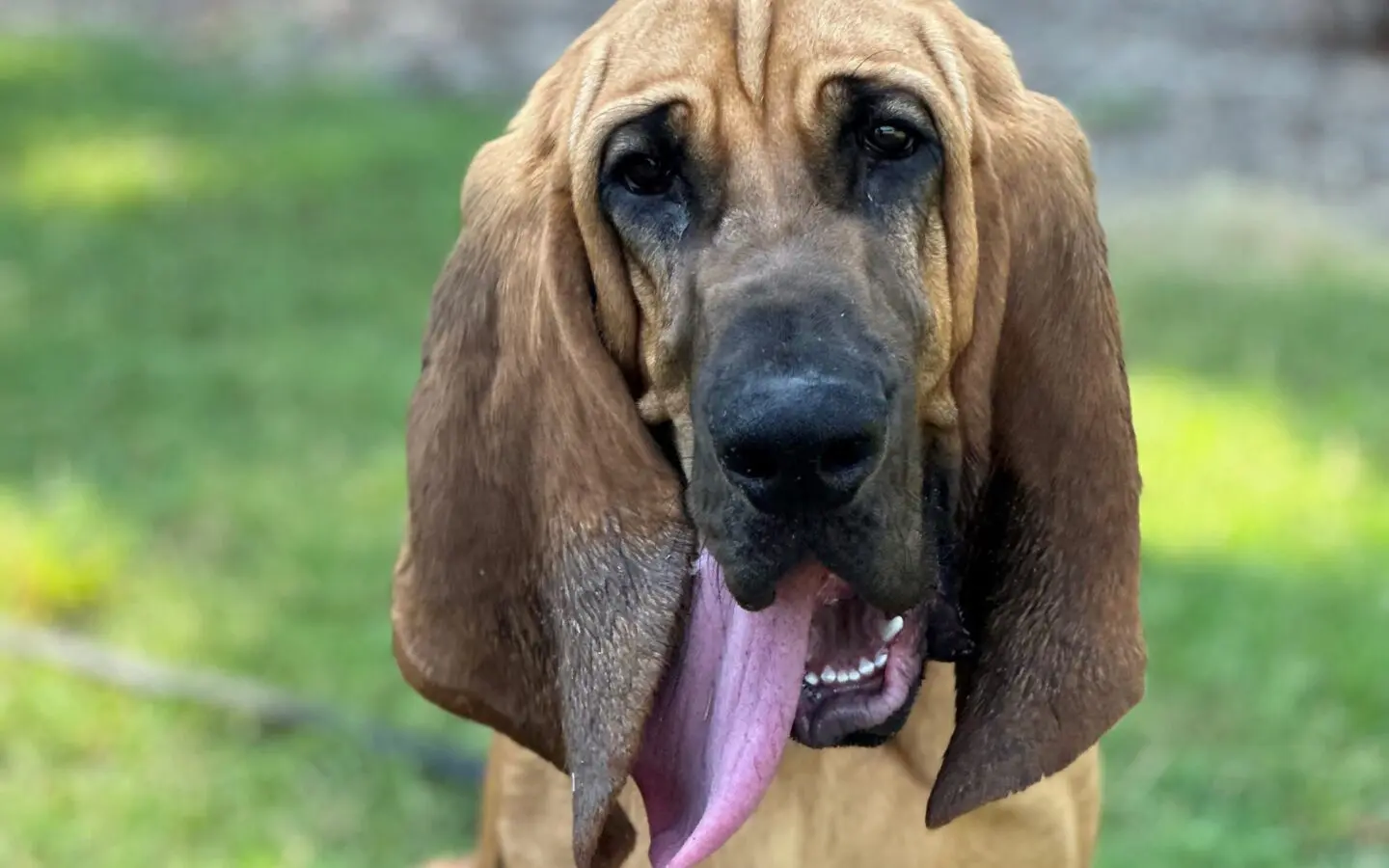 Meet Bo: The Winner of the 14th Annual American Humane Hero Dog