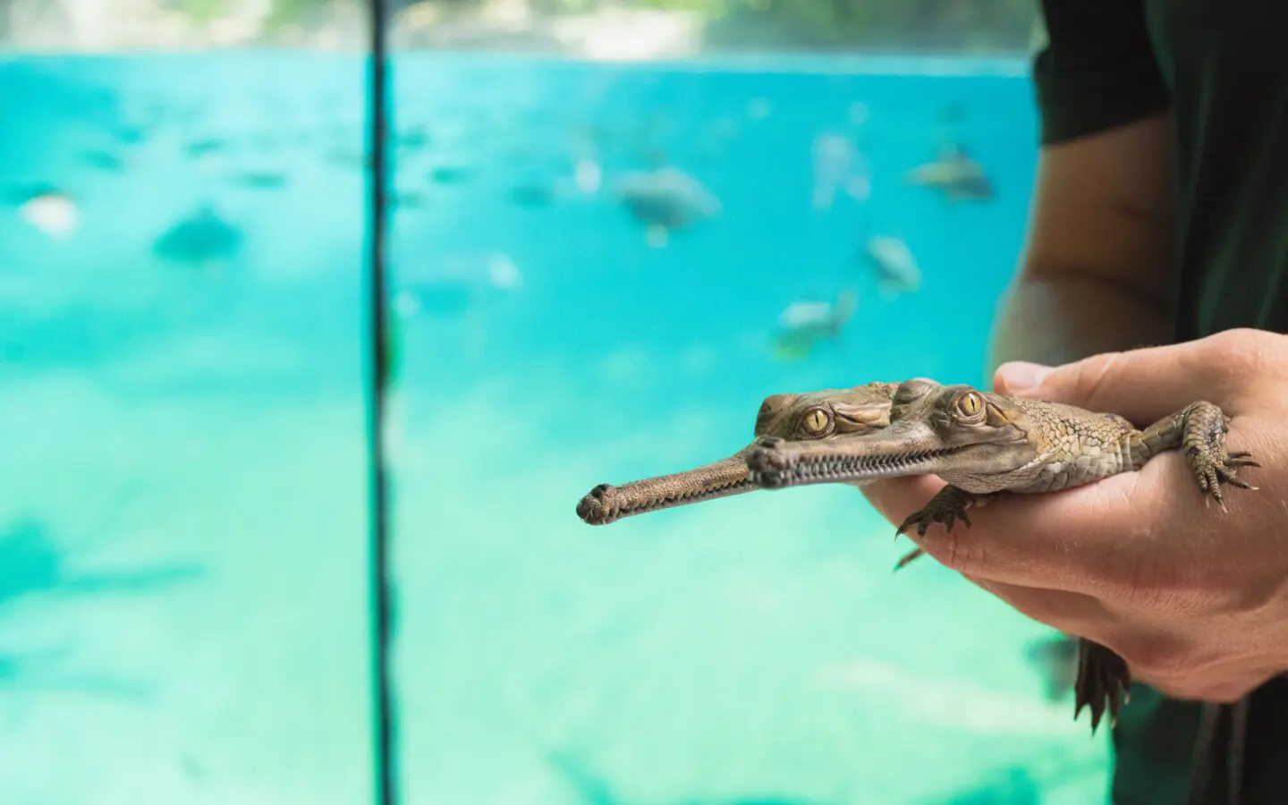 American Humane Certified™ Fort Worth Zoo hatches critically