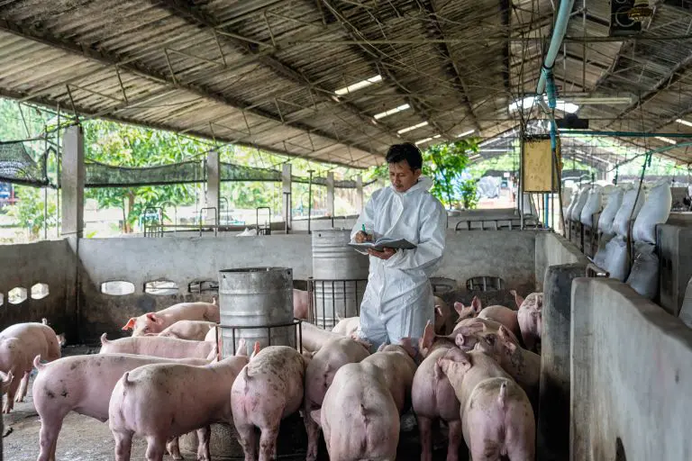 Veterinarian writing notes about pig area on a farm