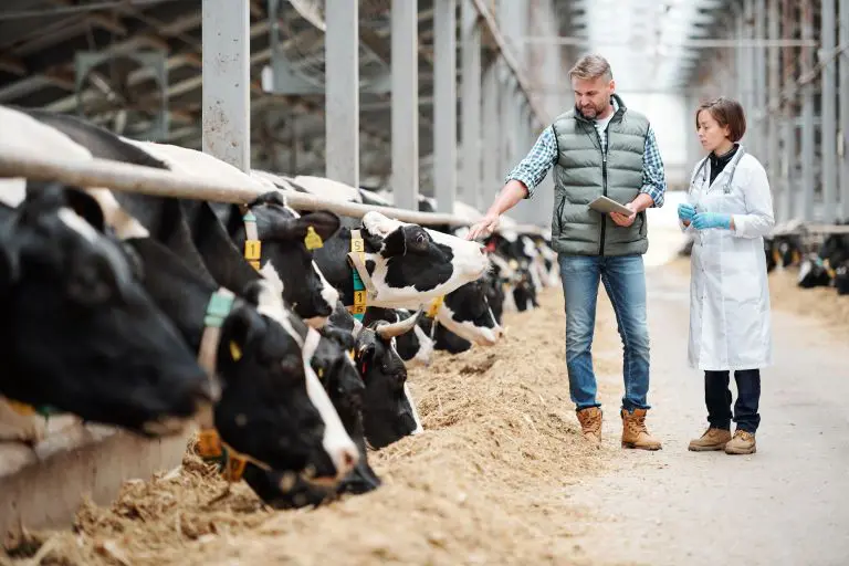 Head of large dairy farm consulting with veterinarian by cowshed