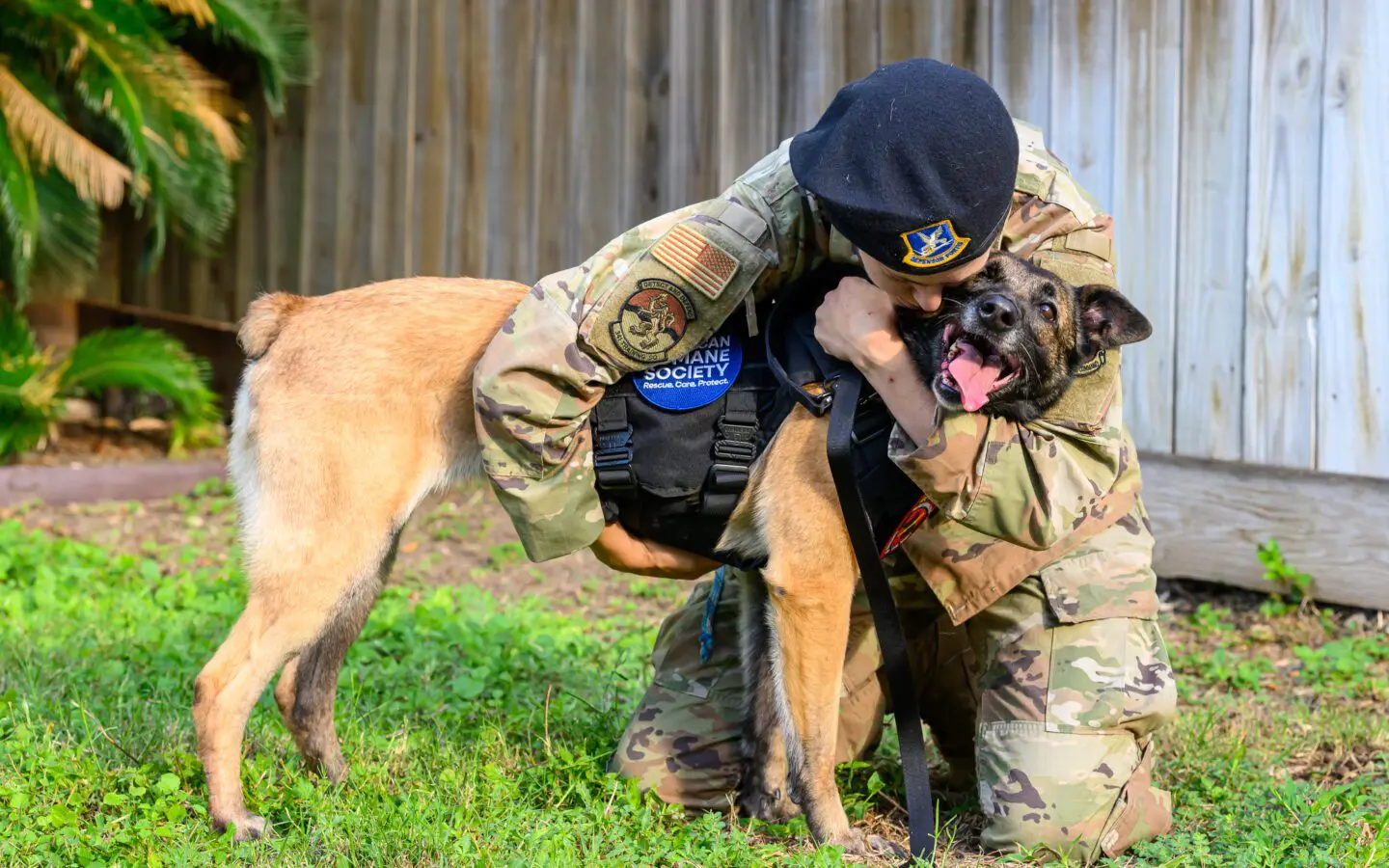 A Hero's Reunion: Retired Military Working Dog Erika Reunites with Her  Beloved Handler - American Humane Society