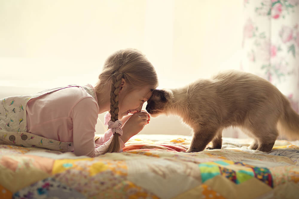 A Siamese cat and young girl affectionately touching foreheads