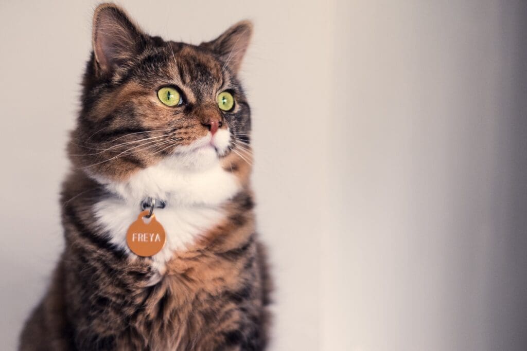 Choosing a Cat Collar - American Humane Society