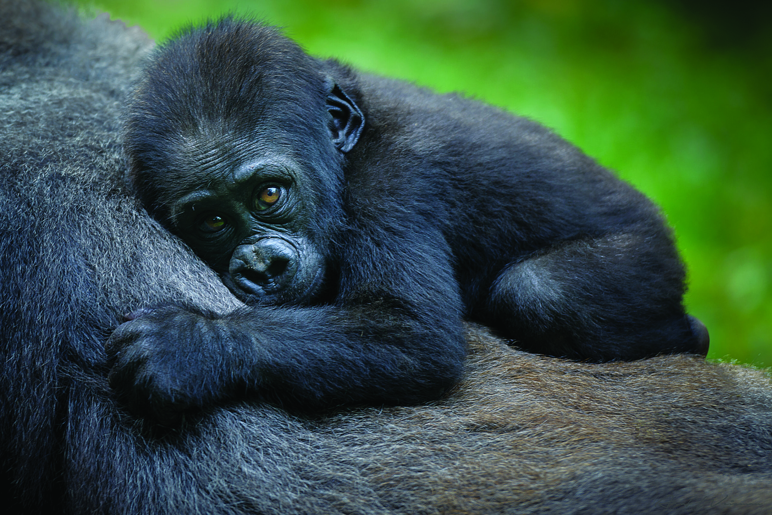 Gorilla baby resting on an adult gorilla