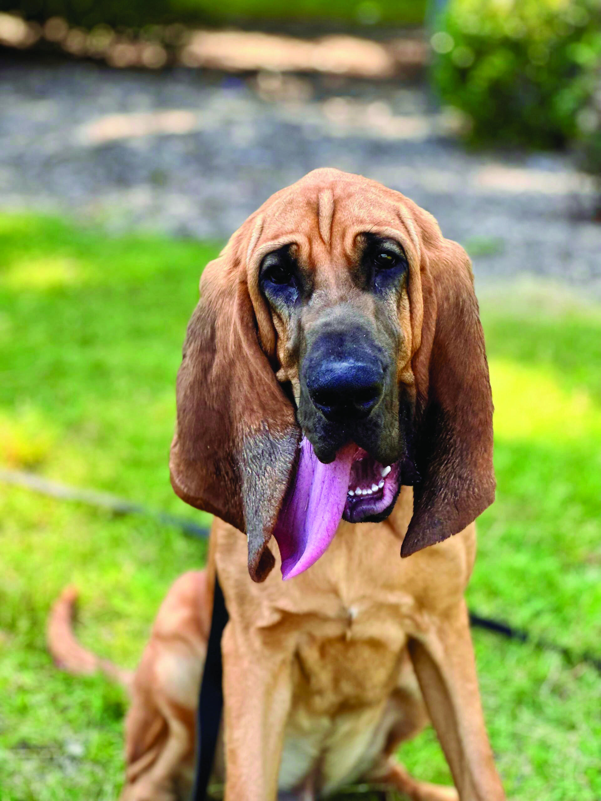 About Us - American Humane Society