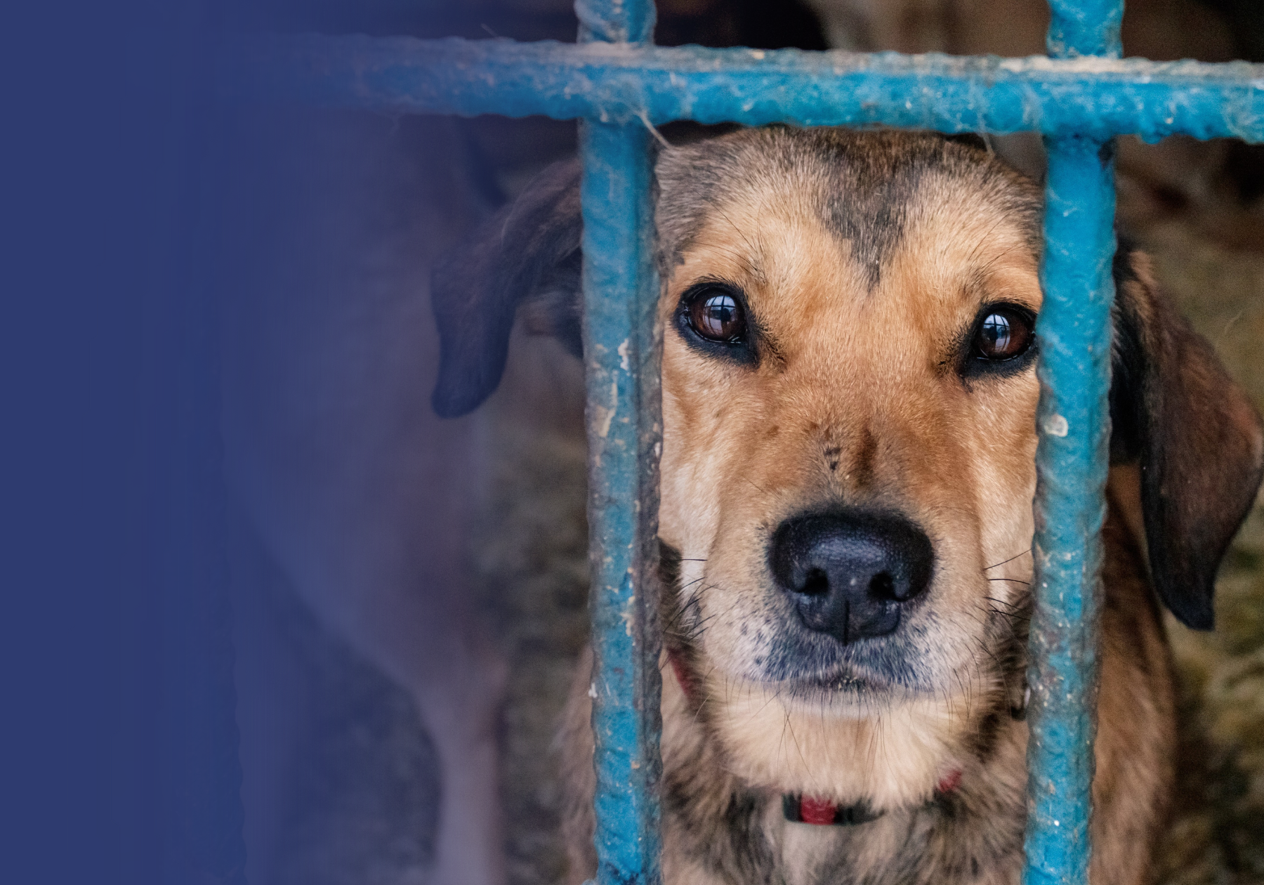 Second Chance BKTAW - American Humane Society