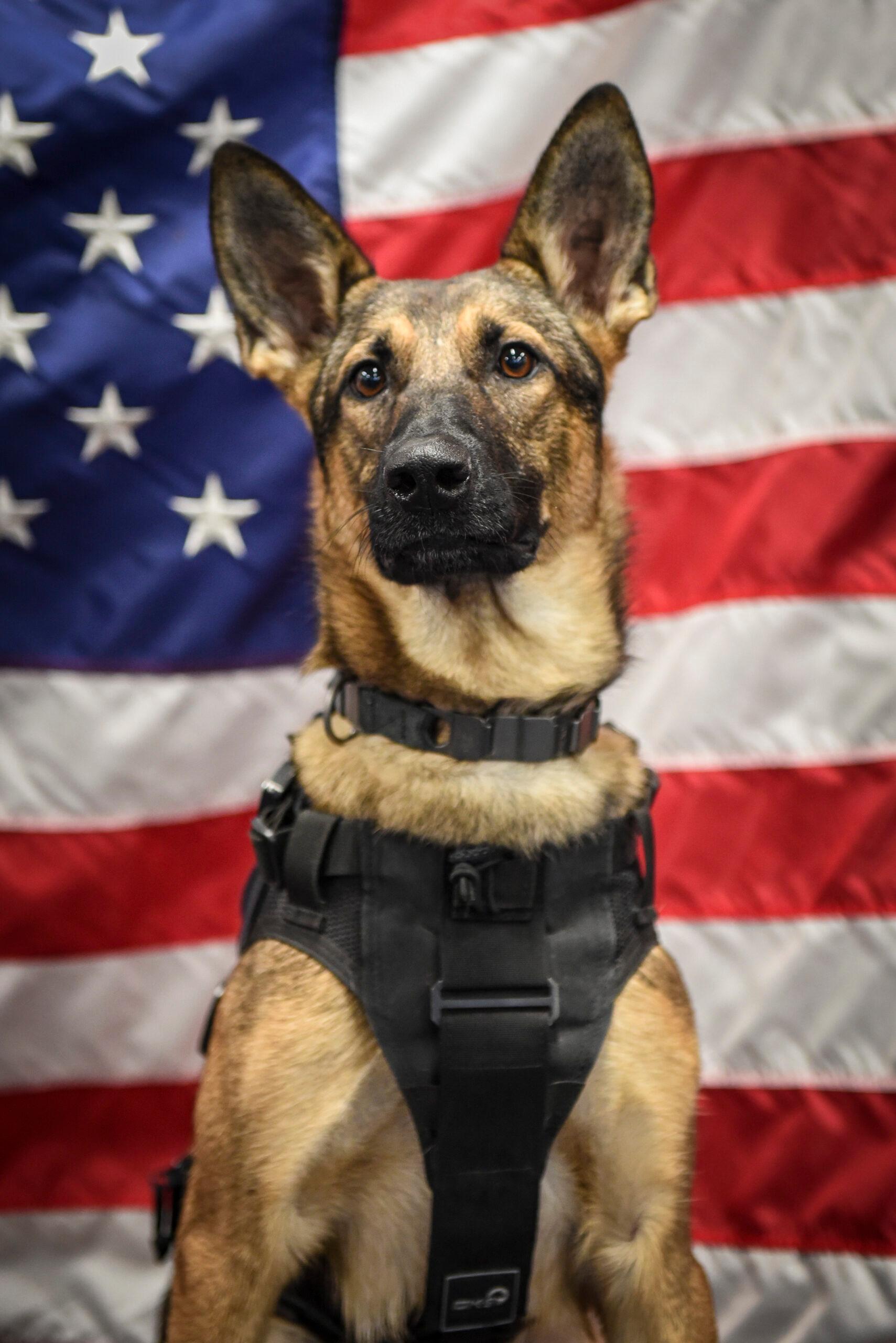 military k9 collar