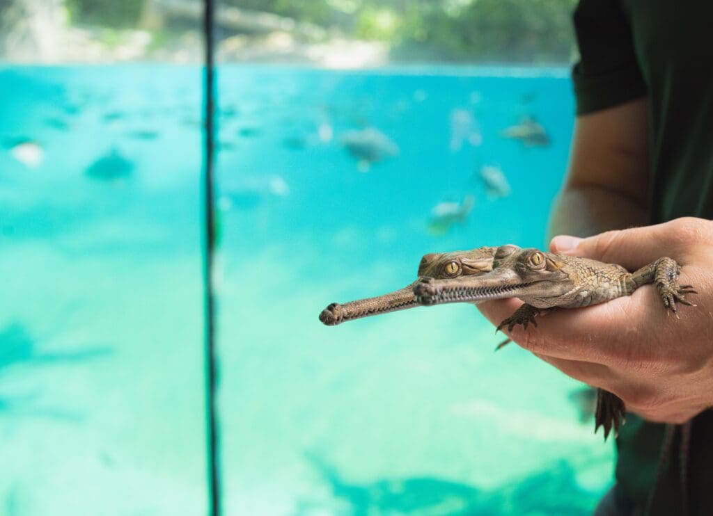 PEARLYGATES 動物 Crocodile アニマル 総柄 golf 人気 American Humane Certified™ Fort Worth Zoo hatches critically