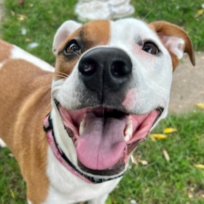 Emerging Hero and Shelter Dogs - American Humane Society