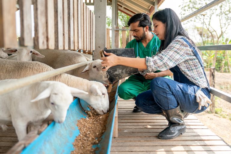 Farmer and veterinarian feeding sheep at trough