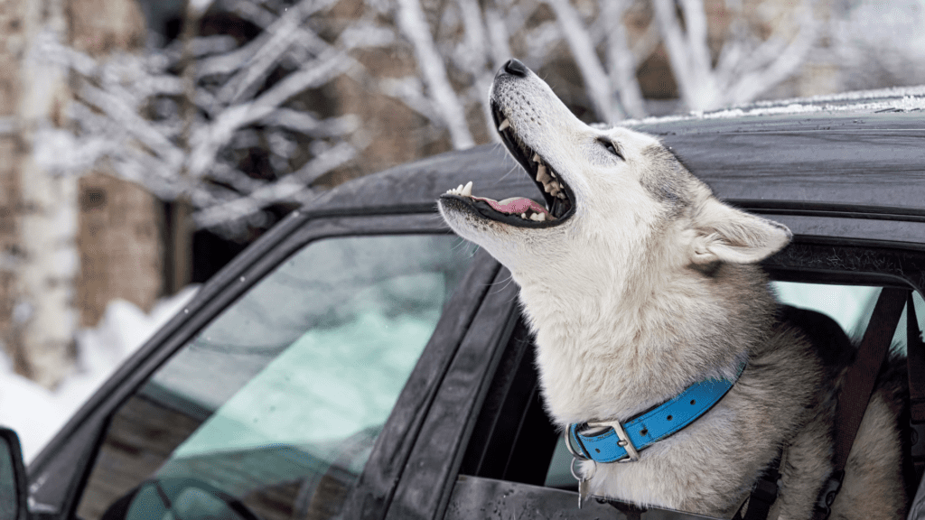 Safe Winter Travel with Pets