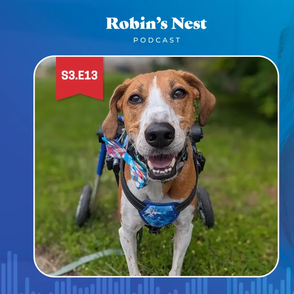 2025 Hero Dog Award finalist Lieutenant Dan