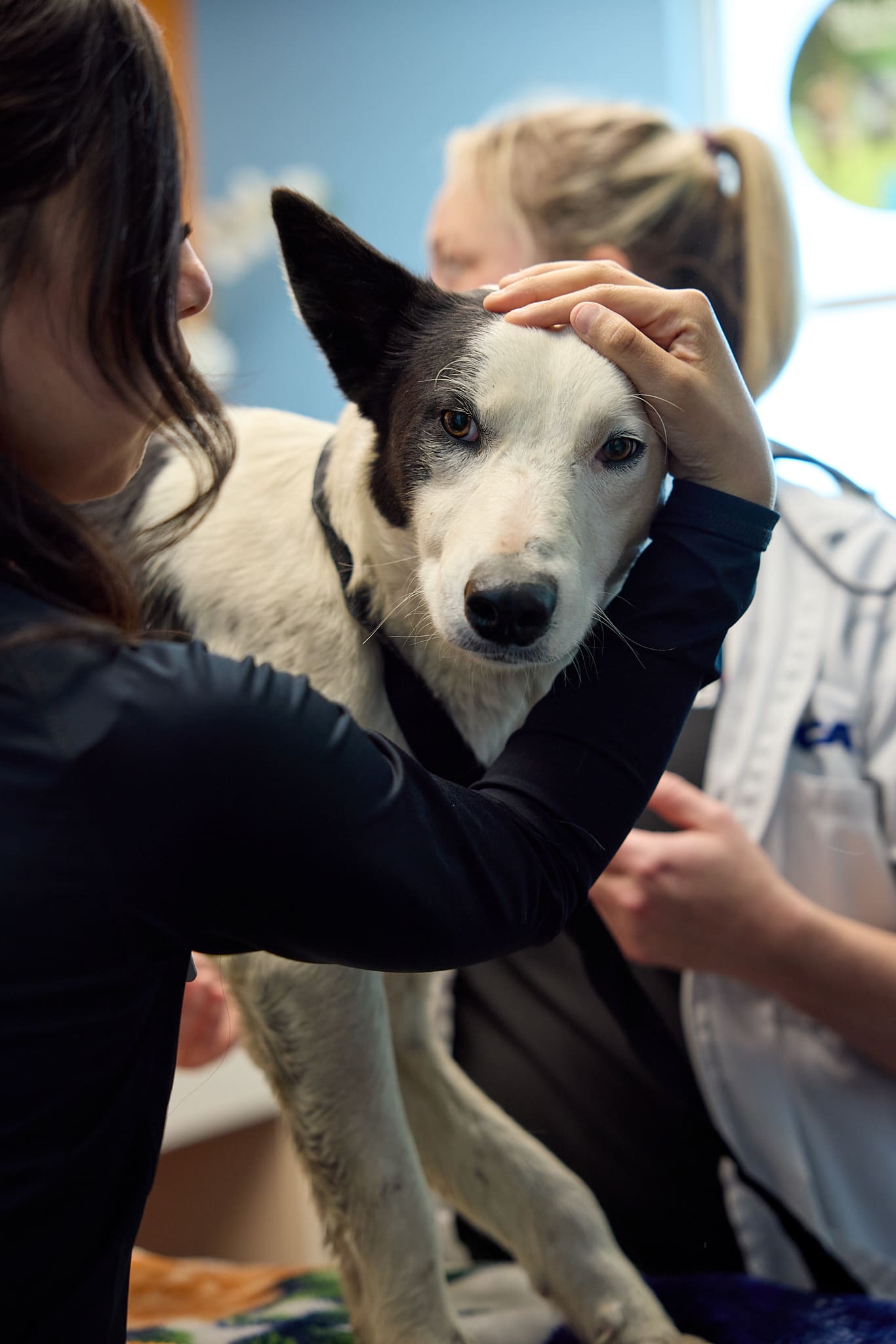 From the Field: How American Humane Society Rescued Sweetie, a Pregnant ...